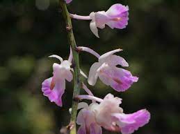 Aerides Crispa Lindl Orchid Flower Orchids All Plants