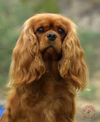Cavalier King Charles Spaniel Cavalier King Charles Cavalier King Charles Dog King Charles Cavalier Spaniel Puppy