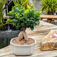 Image result for Ficus