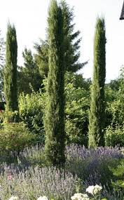 Tauschend Echt Die Doppelganger Mediterraner Pflanzen Mediterrane Pflanzen Mediteraner Garten Und Mediterraner Garten