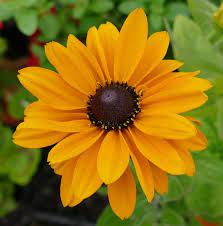 Indian Summer Rudbeckia Plant Black Eyed Susan Black Eyed Susan Plants Summer Plants