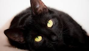 Selamat pagi semua para pecinta kucing sedunia. Arti Sebenarnya Mimpi Melihat Kucing Hitam Menurut Islam