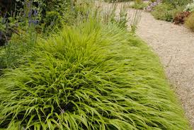 Feb 27, 2019 · l'hakonechloa est monospécifique, il n'existe en effet qu'une espèce, hakonechloa macra, mais quelques cultivars ont été obtenus par hybridation et permettent de proposer une gamme de feuillages, très lumineux, comme chez hakonechloa macra 'all gold', ou aux belles panachures, comme l'hakonechloa macra aureola. Hakonechloa Hakone Grass Varieties Pruning Dividing Greenfingers Online