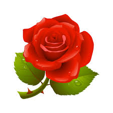 Rose PNG | HD Rose PNG Image Free Download searchpng.com