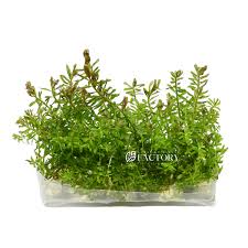 Image result for Rotala mexicana