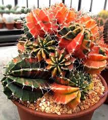 Most were green but are now turning brown or redish or both. Pin On Cactus
