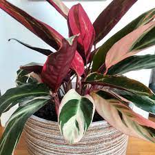 Stromanthe Triostar Plants For Sale Free Shipping