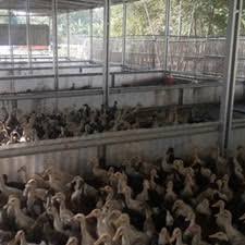 Dengan menggunakan metoda rancangan acak lengkap. Kavling Peternakan Bebek Pedaging