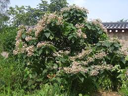 Image result for Clerodendrum lutambense