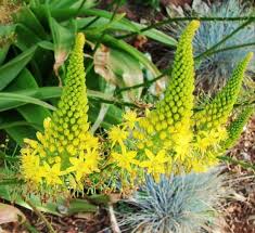 Image result for Bulbine asphodeloides
