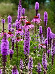 Check spelling or type a new query. Purple Coneflower And Prairie Gayfeathers Echinacea Purpurea And Liatris Spicata Purple Coneflower And Prairie Gayfeathers Liatris Plants Echinacea Purpurea