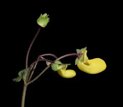 Image result for Calceolariaceae