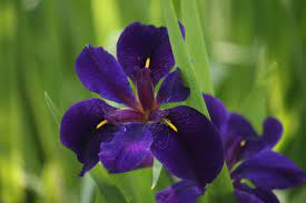 They are one of the easiest perennial to grow! Louisiana Iris Information Tips On Growing Louisiana Irises In Gardens