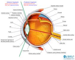 Download 1,110 nose diagram stock illustrations, vectors & clipart for free or amazingly low rates! Vision And The Eye S Anatomy Healthengine Blog