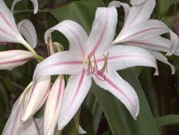 Image result for Crinum harmsii