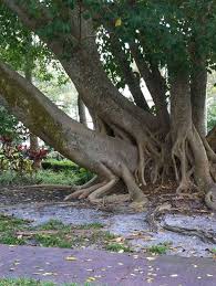 If A Tree Falls In The Forest Tree Sex Funny Faxo