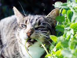Maybe you would like to learn more about one of these? Catnip S Effect On Big And Little Cats Science Smithsonian Magazine