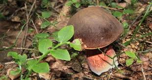 Rotfussrohrling Boletus Chrysenteron Der Lange Stiel Ist Zylindrisch Und Auch Sehr Haufig Gebogen Er Kann 4 Bis 10 Cm Lang Essbare Pilze Pilze Giftige Pilze