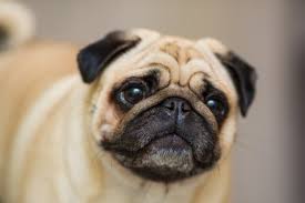 You can compress to a certain file size, quality, or even use a lossless method. Free Photo Side View Of Cute Pug With Copy Space