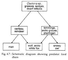 We did not find results for: Food Chain Definition Components And Types Ecology