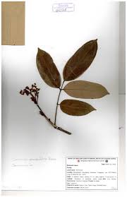 Image result for Connaraceae