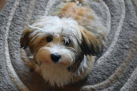 Loving and being devoted to their owners is paramount for them. Are Havanese Hypoallergenic Dogs Hypoallergenic Dog