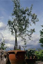 Olive Rhs Gardening Growing Olive Trees Olive Tree Care Mediterranean Plants