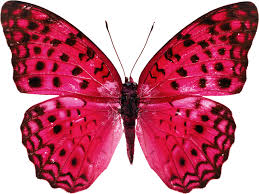 It is a very rare butterfly that also comes in a green color. Pretty Butterfly Png Official Psds