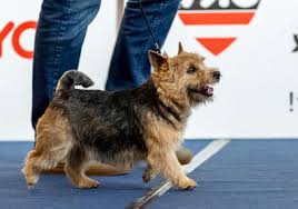 Norwich are a very loyal breed and enjoy being around people. Welpen Puppies Von Den Zwei Eichen Wild Devils