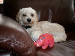 over three hundred words for love