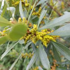 Image result for Myrica serrata