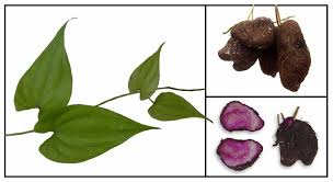 Image result for Dioscorea alata