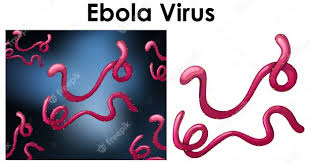 Feb 23, 2021 · ebola virus disease (evd), formerly known as ebola haemorrhagic fever, is a rare but severe, often fatal illness in humans. Free Vector Close Up Isolated Object Of Virus Named Ebola Virus