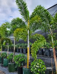 Image result for Wodyetia bifurcata