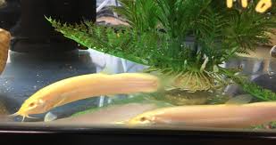 Do Weather Loaches Eat Algae And Snails? | Real Aquatics