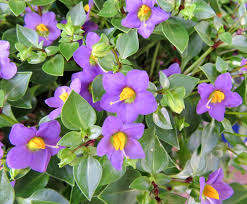 Image result for Exacum