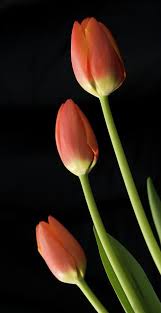 Looking Up By Michael Peychich In 2020 Beautiful Rose Flowers Beautiful Flowers Flower Silhouette