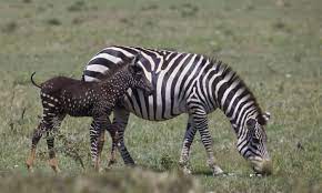 Listen to the black zebra. Rare Black Spotted Zebra At Masai Mara Black Spotted Zebra At Mara