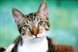 Find out more about common cat behavior issues to help you address some of our feline friends' behaviors and habits. Why Do Cats Hate Water Britannica