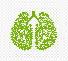 People interested in lung tree also searched for. Family Tree Background Png Download 800 800 Free Transparent Lung Png Download Cleanpng Kisspng