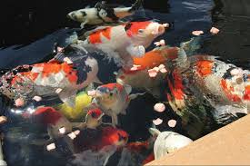 1,700 koi fish foods products are offered for sale by suppliers on alibaba.com, of which fish food accounts for 11%, feed processing machines accounts for 6%, and other pet food accounts for 1. How To Make Medicated Koi Food Pond Trade Magazine