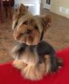 Curly Hair Yorkie