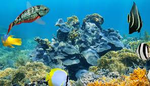 Photograph by jad davenport, nat geo image. Snorkeling And Diving In Belize S Barrier Reef