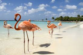 Search for real estate in aruba and find real estate listings in aruba. Experience Aruba S Best Through These Spectacular Photos
