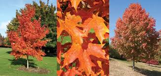 Check spelling or type a new query. Sugar Maple King Of The Woods Knowledgebase Johnson S Nursery