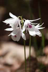 Image result for Orthochilus euanthus