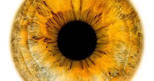 Windows To The Soul Iris Gallery Edouard Janssens Eye Art Doll Eyes Eye Texture