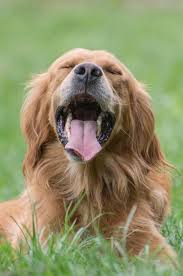 Golden Cocker Retriever Is This The Ideal Family Pet