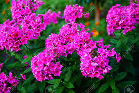 Maybe you would like to learn more about one of these? Pink Flowers In The Garden Bush Of Bright Pink Flowers On The Stock Photo Picture And Royalty Free Image Image 150058801