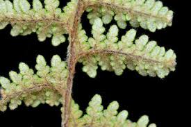 Image result for Cheilanthes schimperi